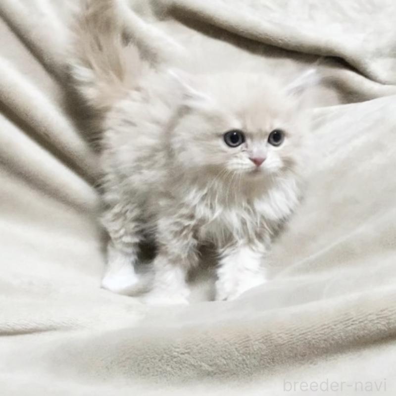 販売中の埼玉県のラガマフィン-137490の2枚目