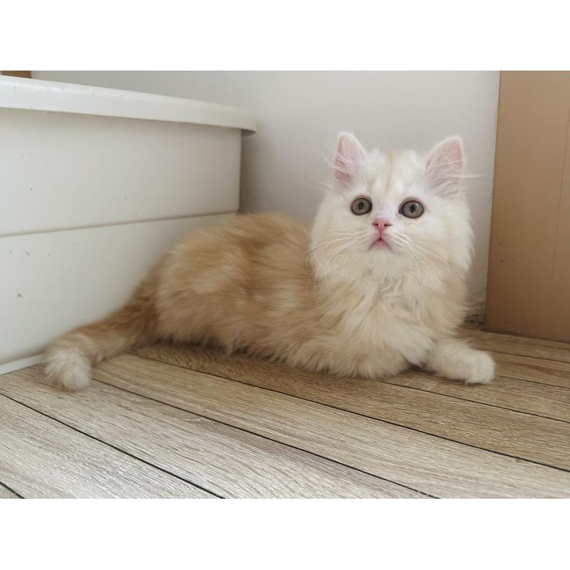 販売中の千葉県のマンチカン-133774の7枚目