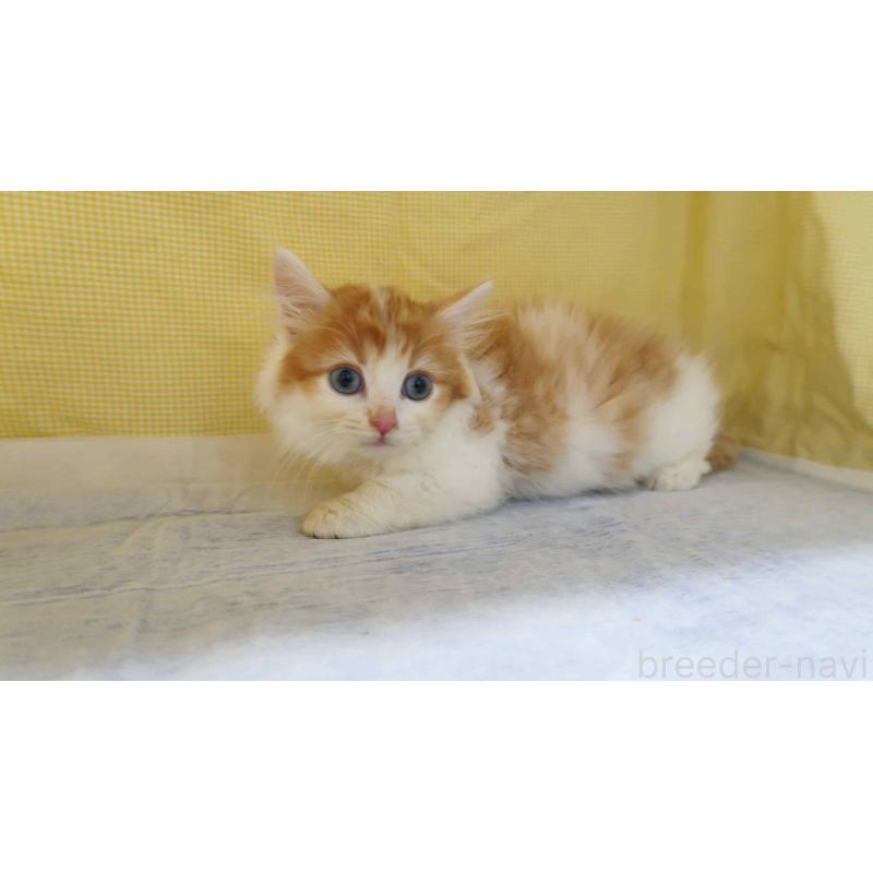 販売中の東京都のミヌエット(短足)-137491の4枚目