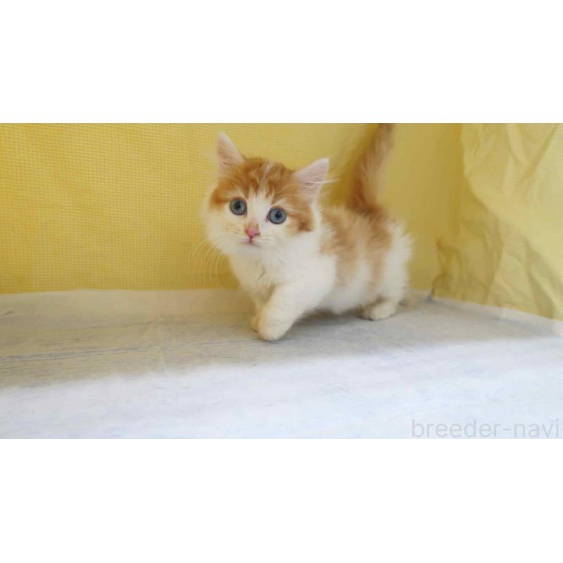 販売中の東京都のミヌエット(短足)-137491の3枚目