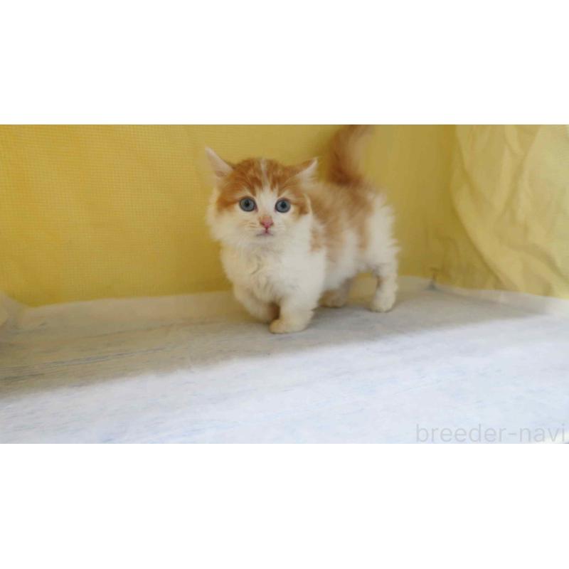 販売中の東京都のミヌエット(短足)-137491の2枚目