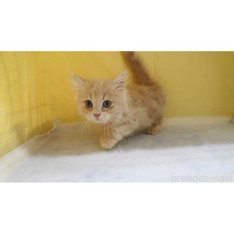 販売中の東京都のミヌエット(短足)-137492の4枚目