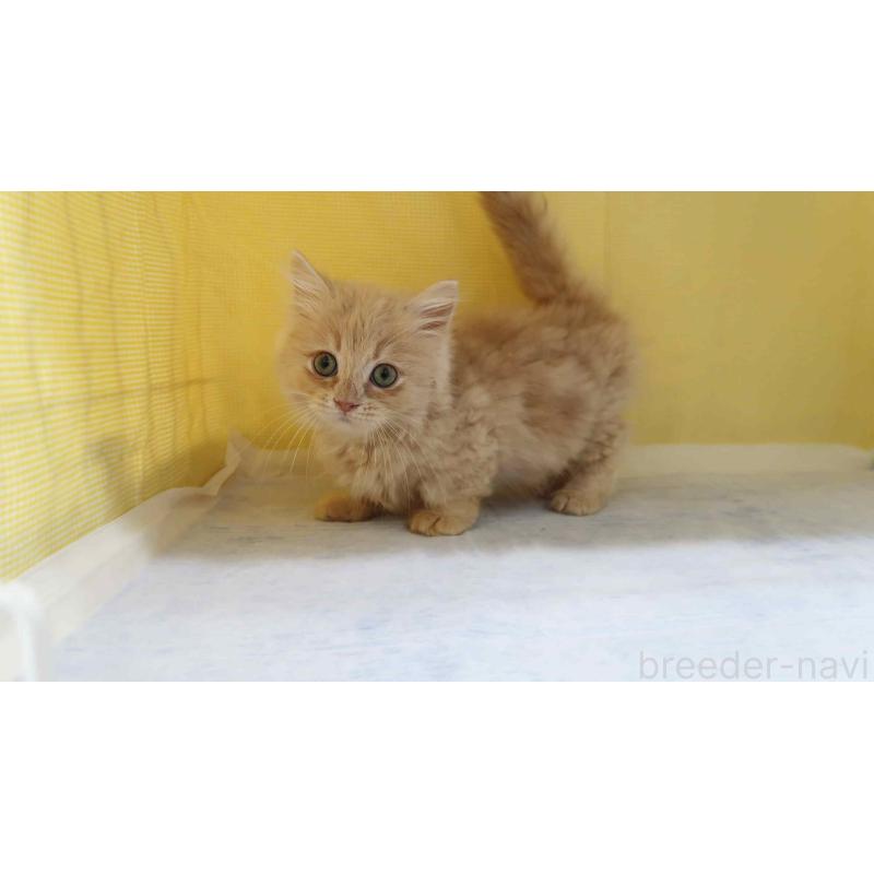 販売中の東京都のミヌエット(短足)-137492の3枚目