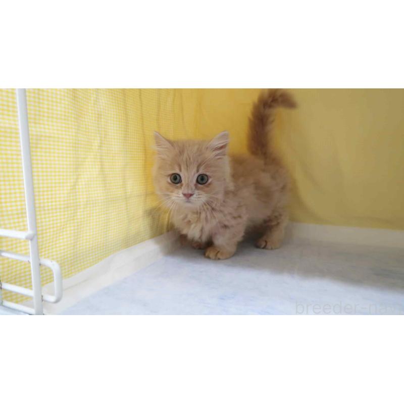 販売中の東京都のミヌエット(短足)-137492の2枚目