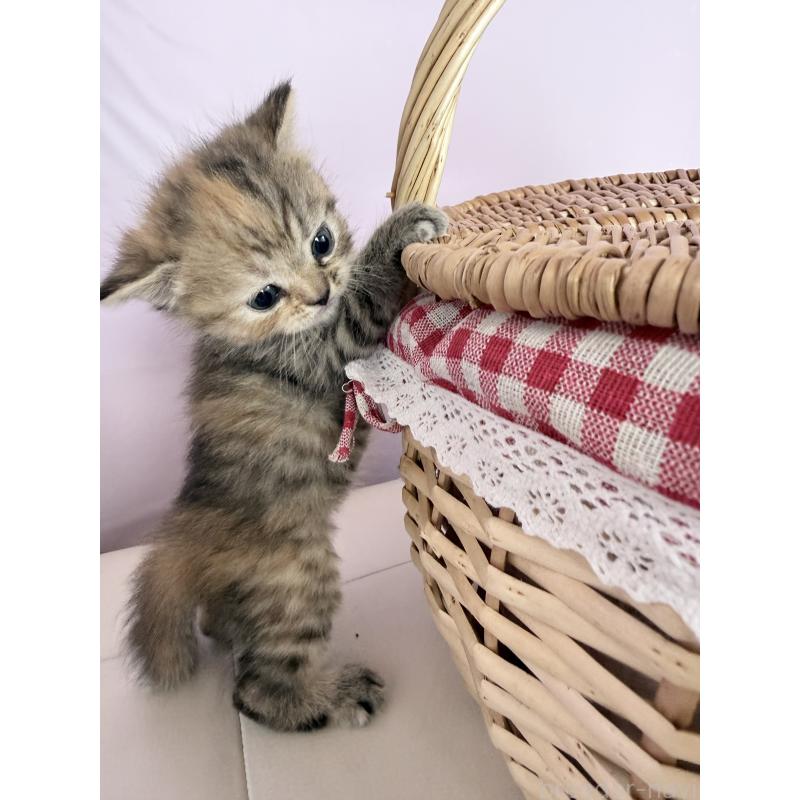 販売中の千葉県のミヌエット-137494の6枚目