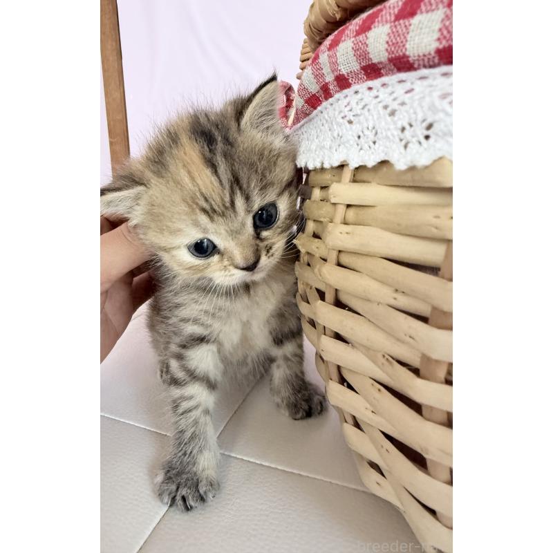 販売中の千葉県のミヌエット-137494の5枚目