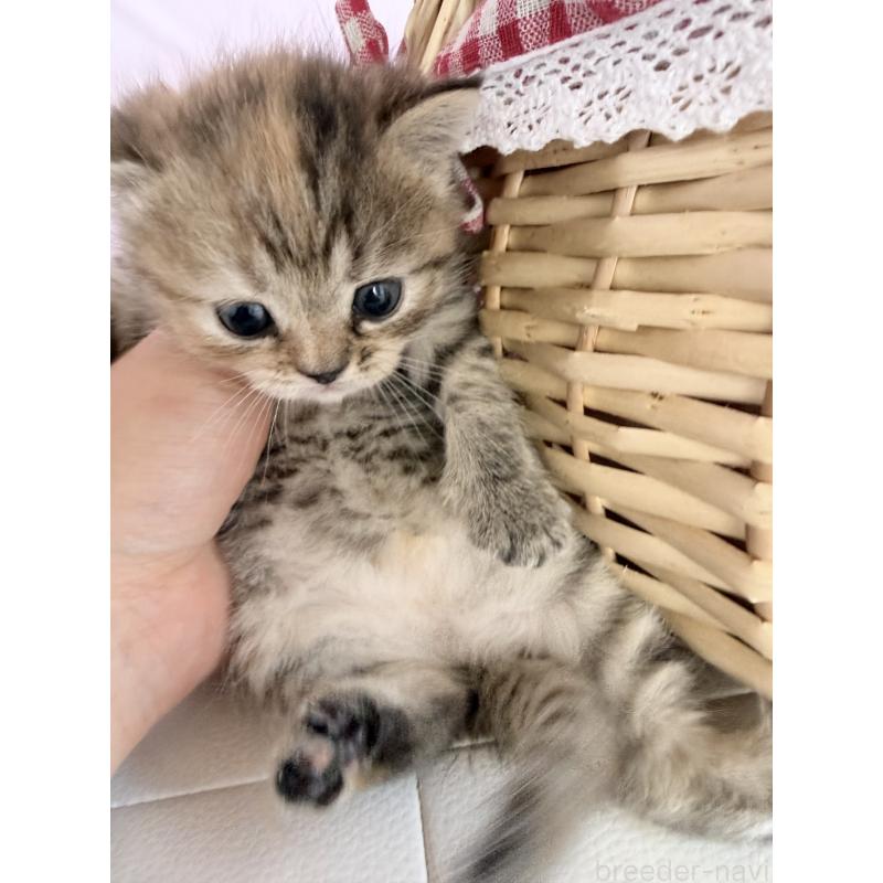 販売中の千葉県のミヌエット-137494の4枚目