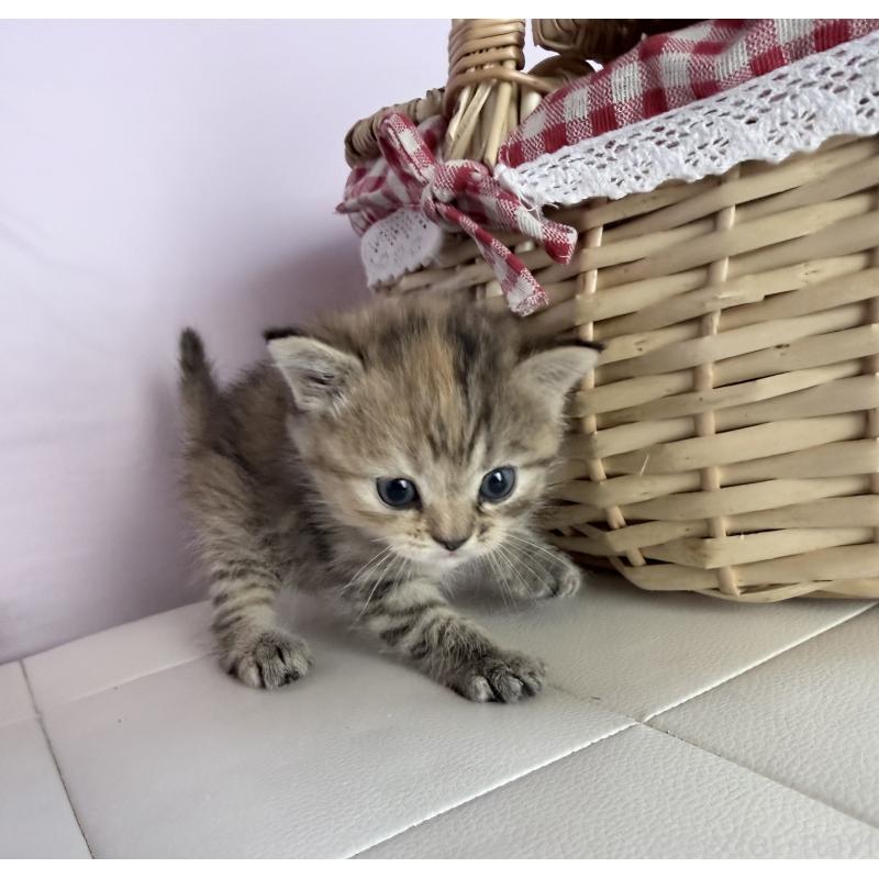 販売中の千葉県のミヌエット-137494の3枚目