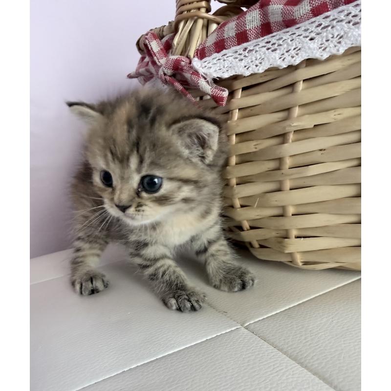 販売中の千葉県のミヌエット-137494の2枚目