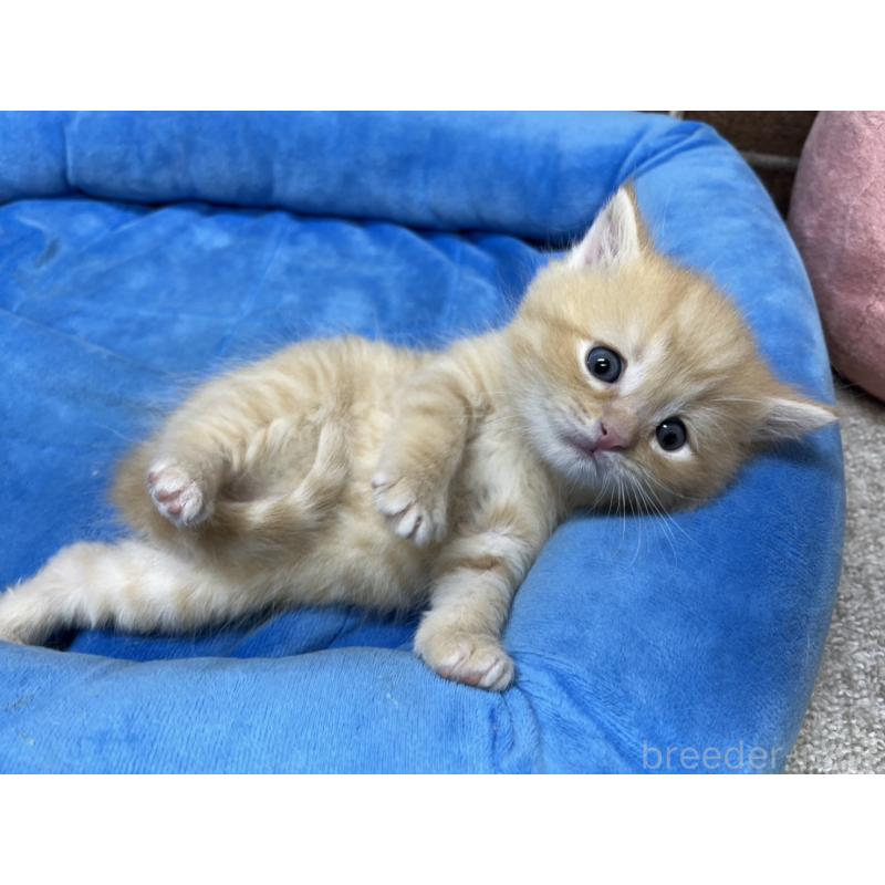 販売中の東京都のスコティッシュフォールド-137493の9枚目