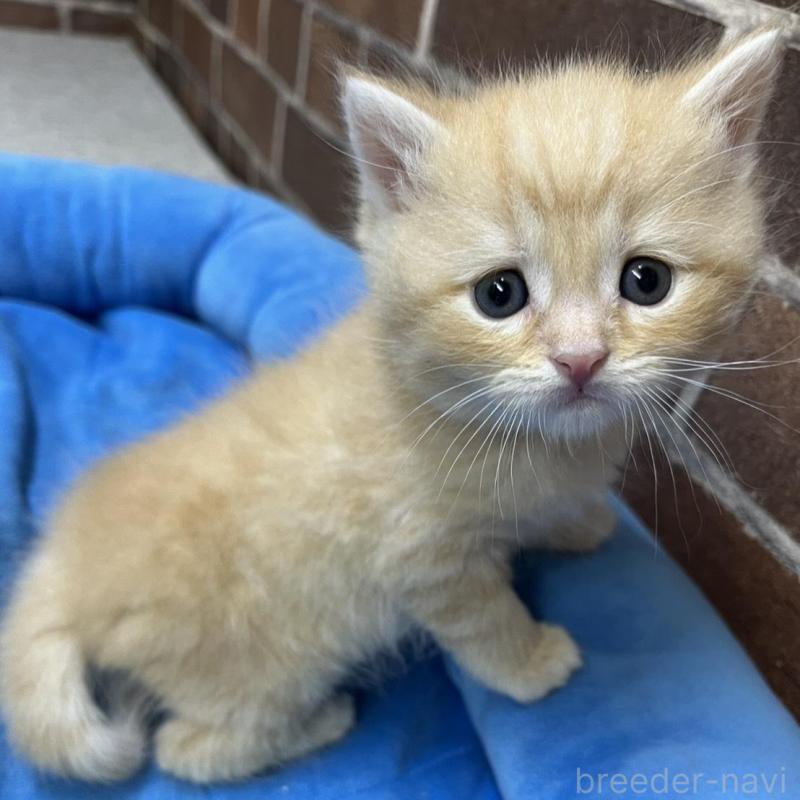 販売中の東京都のスコティッシュフォールド-137493の8枚目