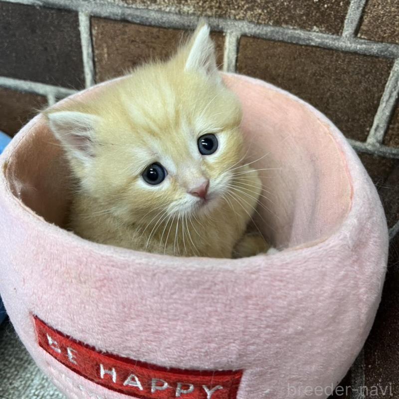 販売中の東京都のスコティッシュフォールド-137493の7枚目