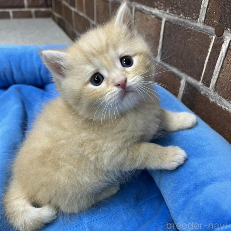 販売中の東京都のスコティッシュフォールド-137493の1枚目