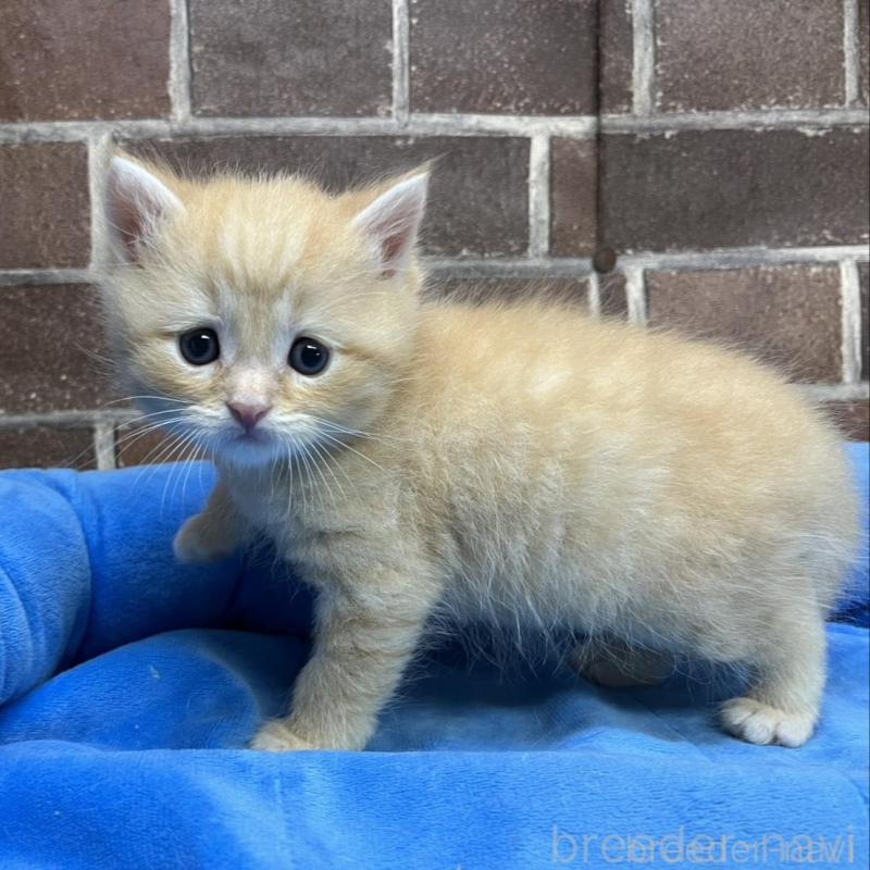 販売中の東京都のスコティッシュフォールド-137493の5枚目