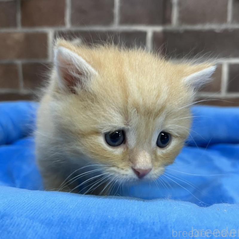 販売中の東京都のスコティッシュフォールド-137493の2枚目