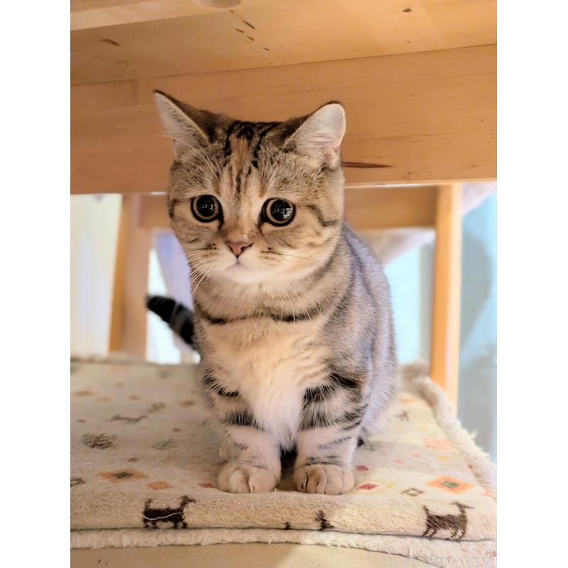 成約済の埼玉県のミヌエット(短足)-126997の2枚目