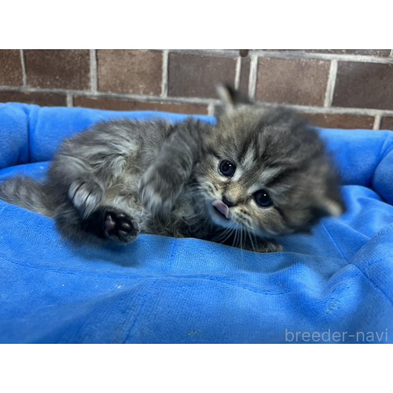 販売中の東京都のスコティッシュフォールド-137495の8枚目