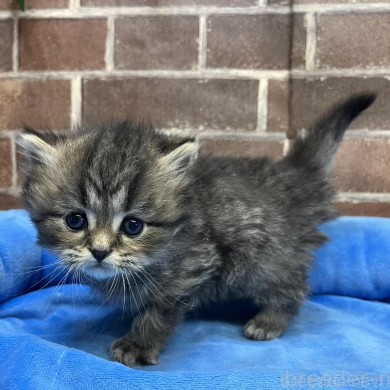 販売中の東京都のスコティッシュフォールド-137495の7枚目