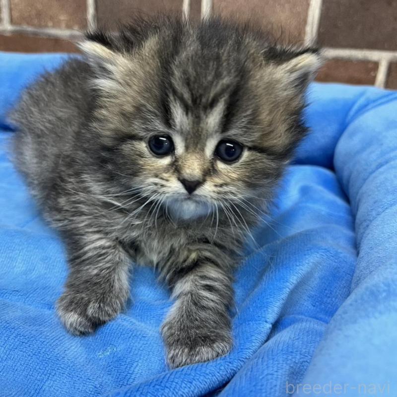 販売中の東京都のスコティッシュフォールド-137495の6枚目