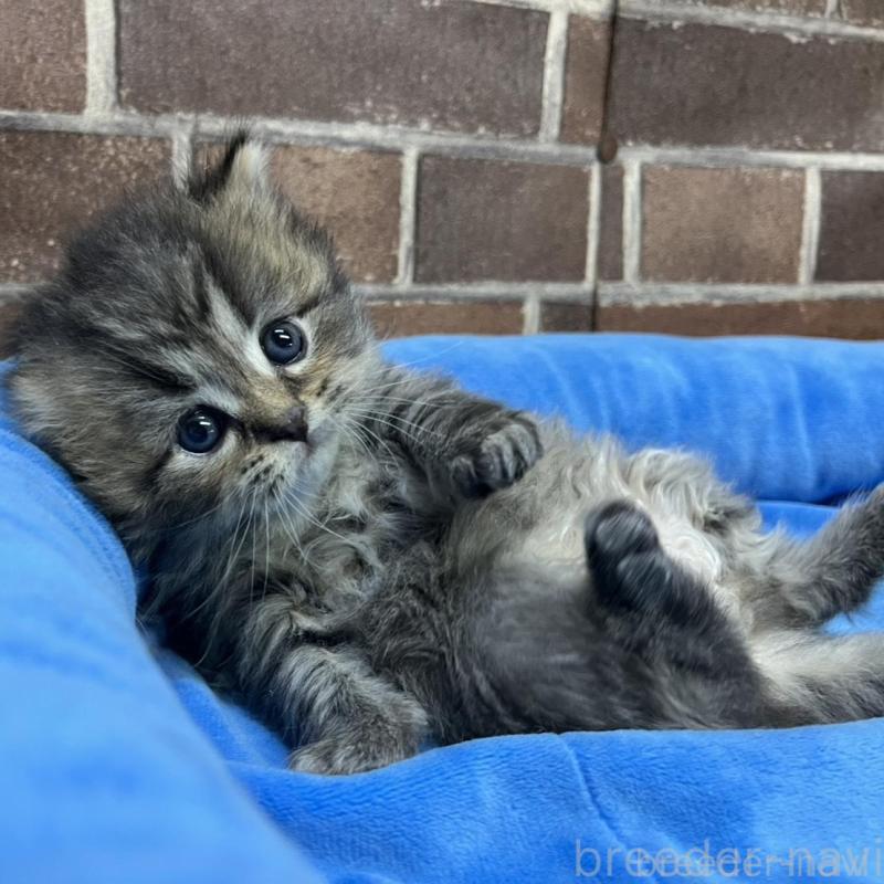 販売中の東京都のスコティッシュフォールド-137495の5枚目