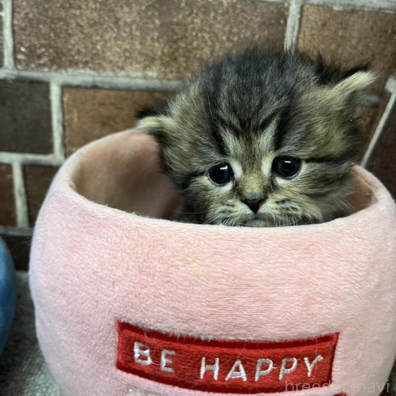 販売中の東京都のスコティッシュフォールド-137495の4枚目