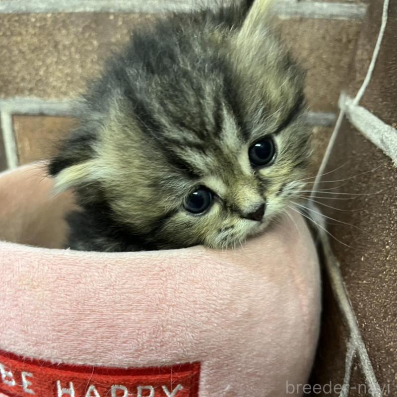 販売中の東京都のスコティッシュフォールド-137495の3枚目