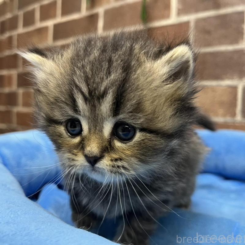 販売中の東京都のスコティッシュフォールド-137495の2枚目