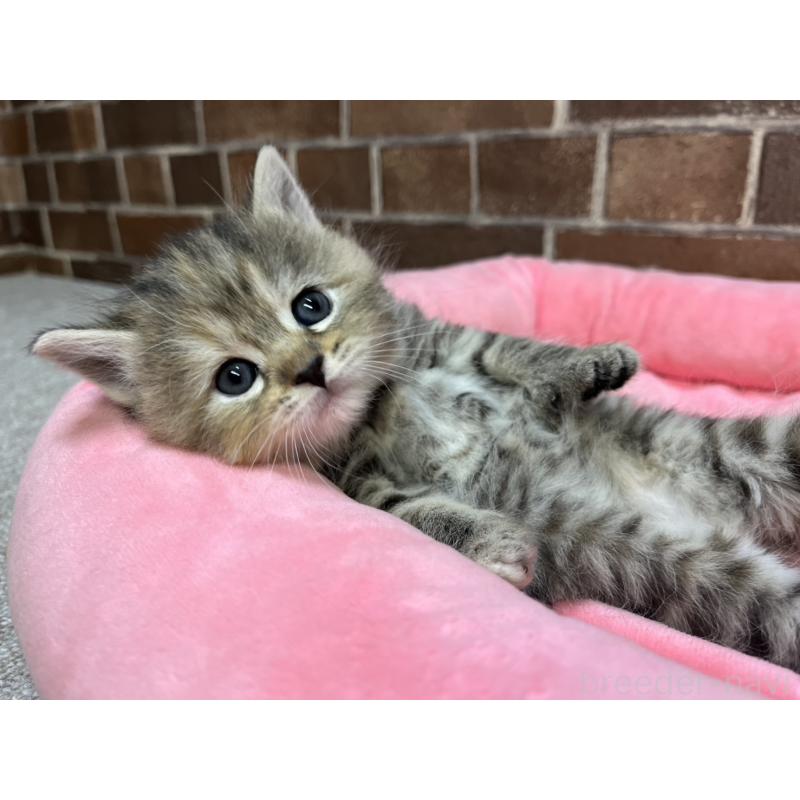 販売中の東京都のスコティッシュフォールド-137496の9枚目