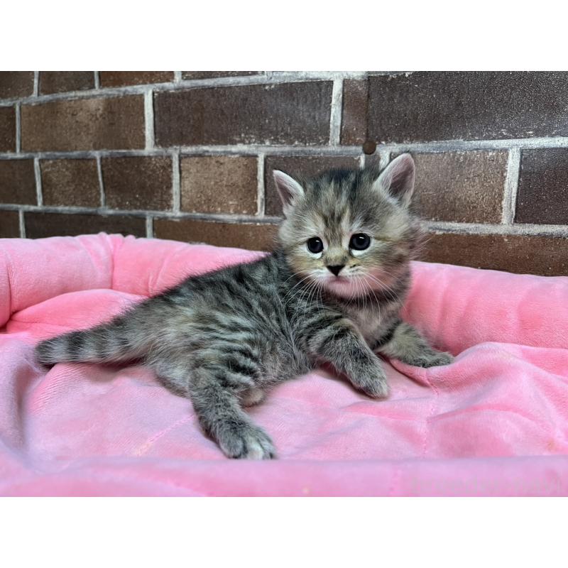 販売中の東京都のスコティッシュフォールド-137496の8枚目