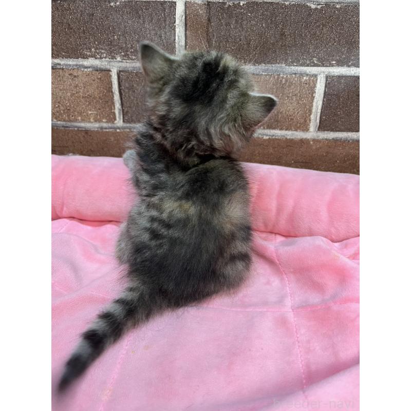 販売中の東京都のスコティッシュフォールド-137496の7枚目