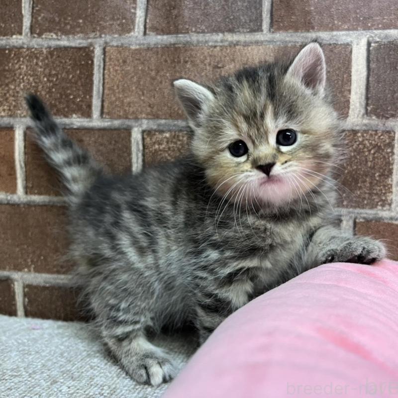 販売中の東京都のスコティッシュフォールド-137496の6枚目