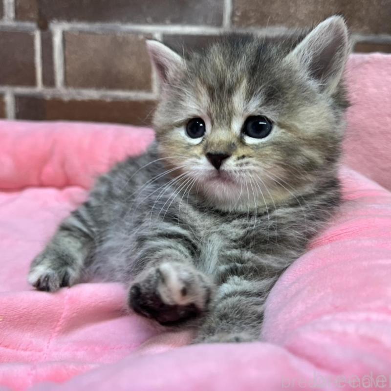 販売中の東京都のスコティッシュフォールド-137496の5枚目