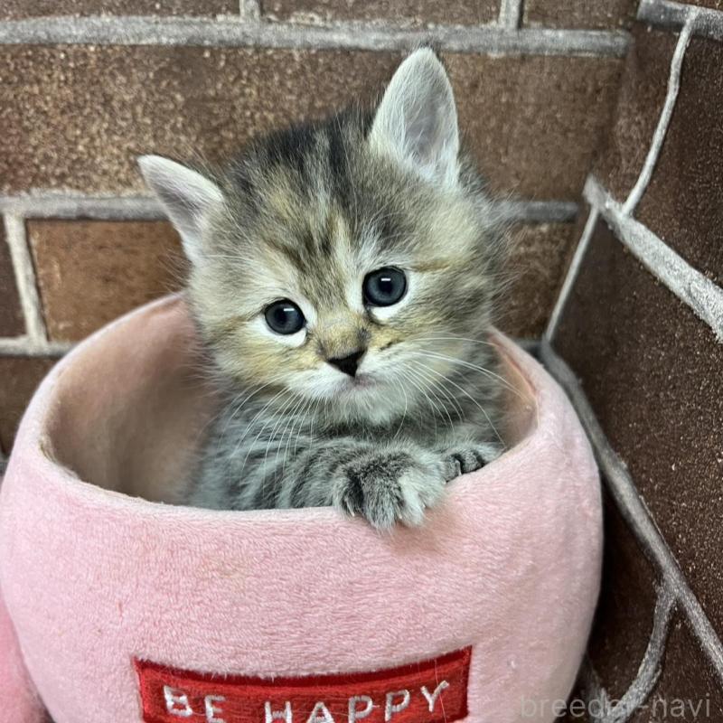 販売中の東京都のスコティッシュフォールド-137496の4枚目