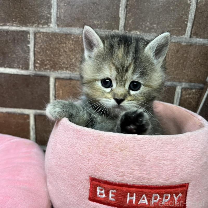 販売中の東京都のスコティッシュフォールド-137496の2枚目