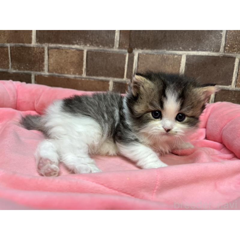 販売中の東京都のスコティッシュフォールド-137497の10枚目