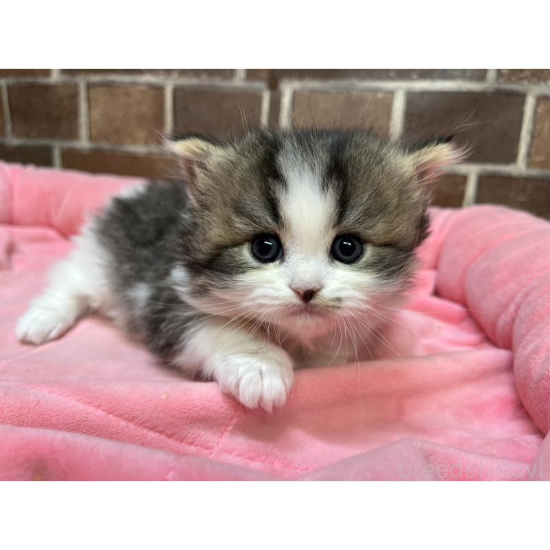 販売中の東京都のスコティッシュフォールド-137497の9枚目