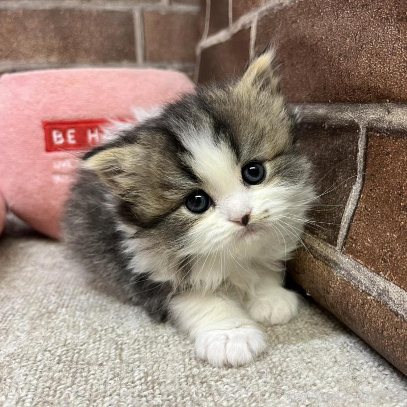 販売中の東京都のスコティッシュフォールド-137497