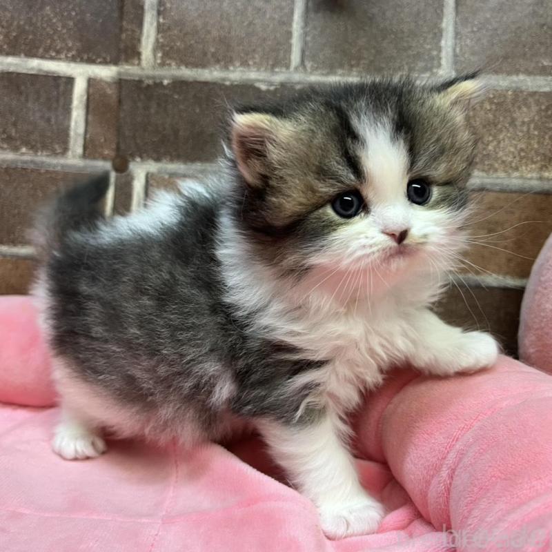 販売中の東京都のスコティッシュフォールド-137497の7枚目