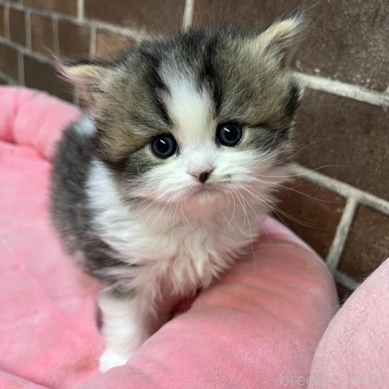 販売中の東京都のスコティッシュフォールド-137497の6枚目