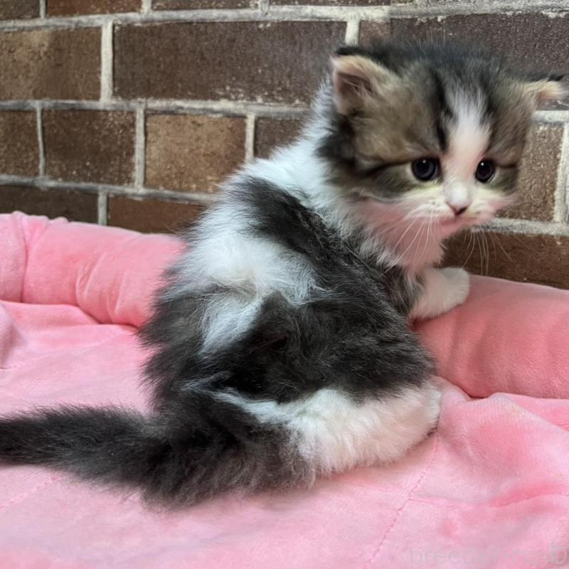 販売中の東京都のスコティッシュフォールド-137497の4枚目