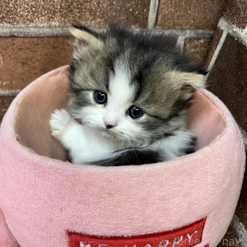 販売中の東京都のスコティッシュフォールド-137497の3枚目