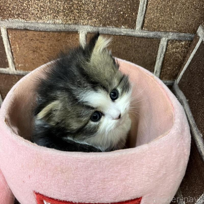 販売中の東京都のスコティッシュフォールド-137497の2枚目