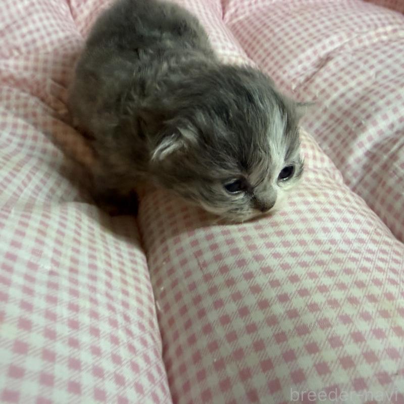 販売中の愛知県のマンチカン(短足)-137498の8枚目