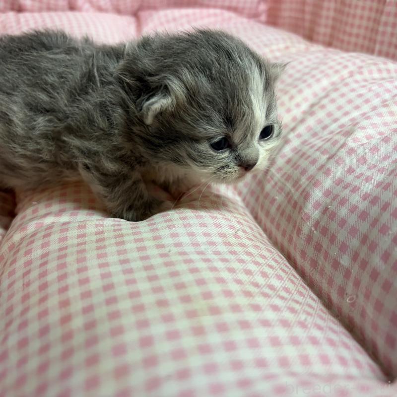 販売中の愛知県のマンチカン(短足)-137498の7枚目