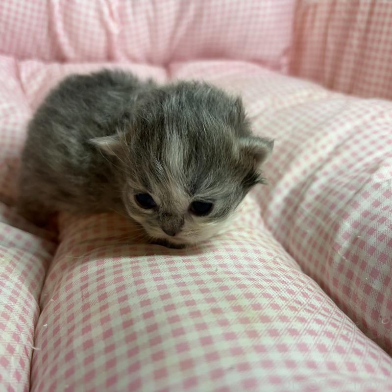販売中の愛知県のマンチカン(短足)-137498の6枚目
