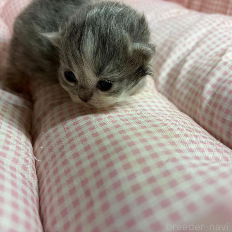 販売中の愛知県のマンチカン(短足)-137498の5枚目