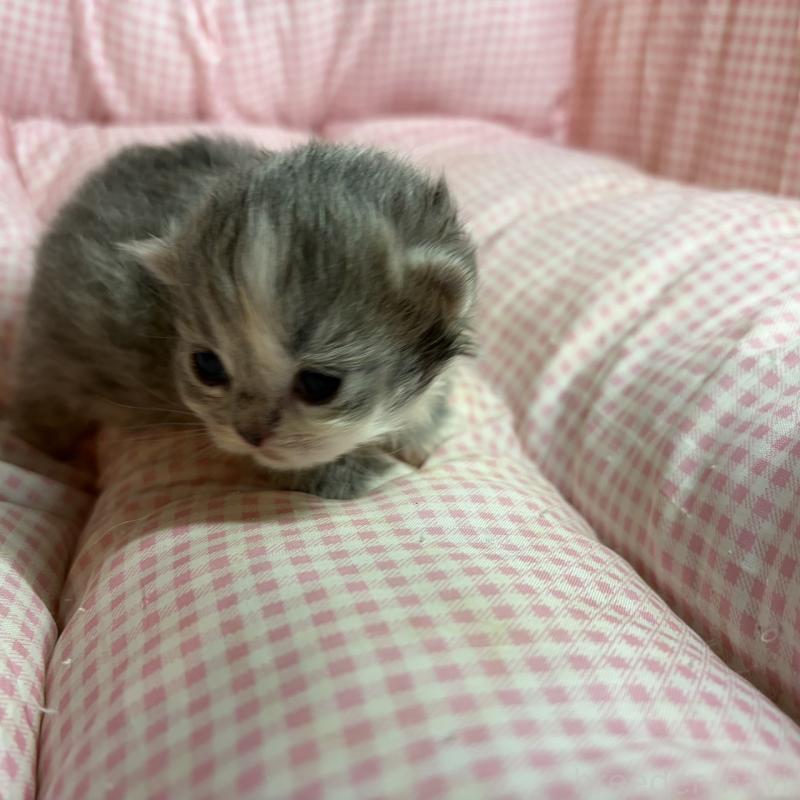 販売中の愛知県のマンチカン(短足)-137498