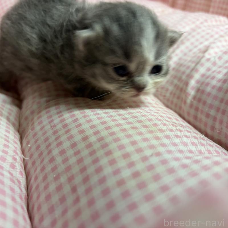 販売中の愛知県のマンチカン(短足)-137498の4枚目