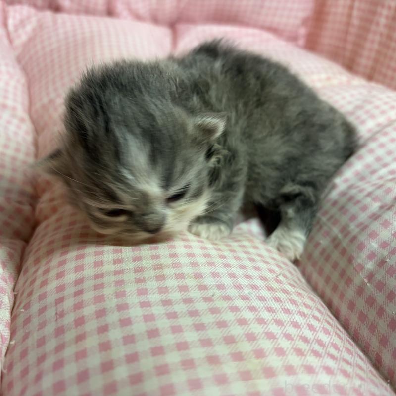 販売中の愛知県のマンチカン(短足)-137498の3枚目