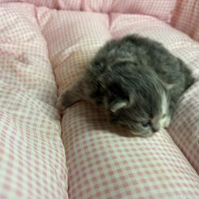 販売中の愛知県のマンチカン(短足)-137498の2枚目